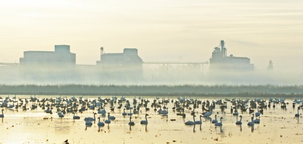 geese with rice mill in background